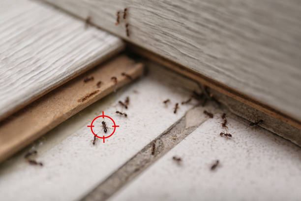 Best Termite Control Services  in Vandalia, IL